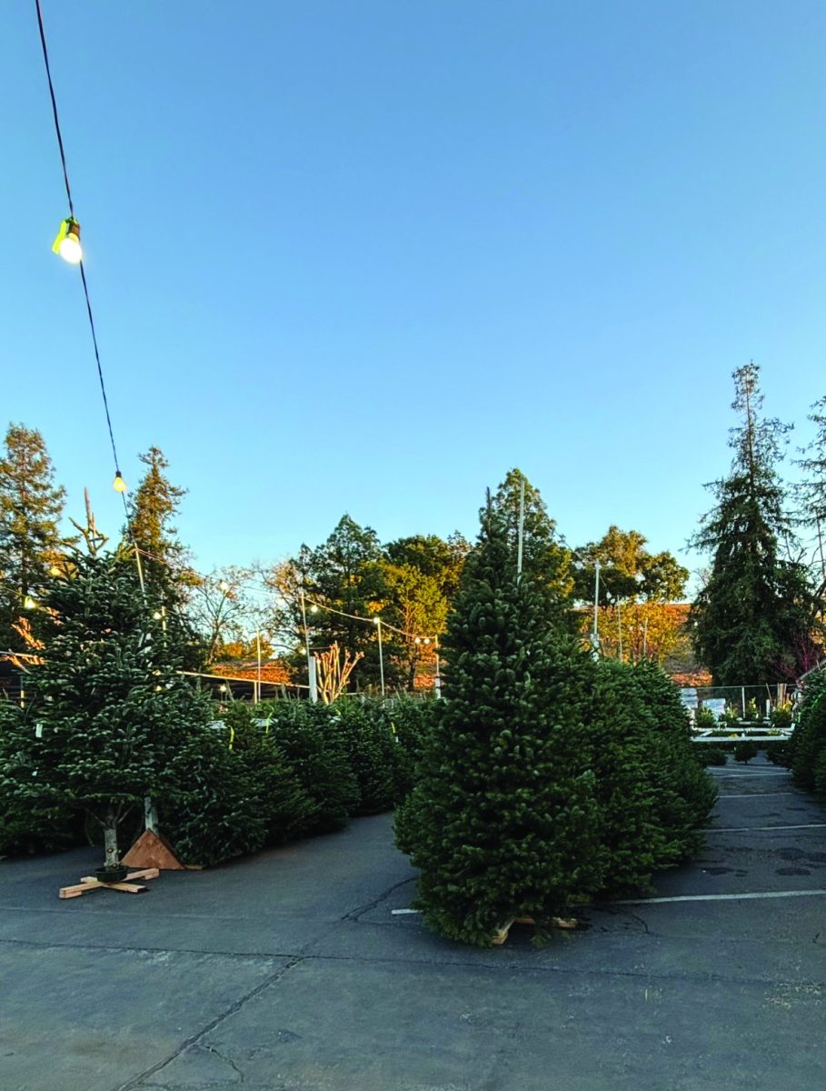 Christmas tree lot at Almaden Valley nursery,
photo by Emily Von Christierson.